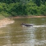 Antas em Belo Monte nadam no reservatório intermediário da Usina Hidrelétrica, no rio Xingu
