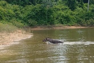 Antas em Belo Monte nadam no reservatório intermediário da Usina Hidrelétrica, no rio Xingu