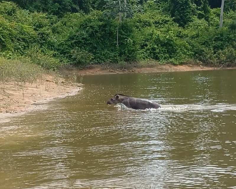 Antas em Belo Monte nadam no reservatório intermediário da Usina Hidrelétrica, no rio Xingu