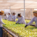 Grupo de estudantes em visita educativa ao viveiro florestal da Black Jaguar no Sul do Pará, com atividade de plantio de mudas nativas.