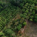 Ação foi consolidada a partir da assinatura de um Memorando de Entendimento (MOU) entre a Embrapa e a TIM Brasil, com foco no desenvolvimento do AgForest Lab, novo laboratório dedicado a sistemas agroflorestais escaláveis (SAFs) no bioma amazônico.