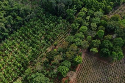 Ação foi consolidada a partir da assinatura de um Memorando de Entendimento (MOU) entre a Embrapa e a TIM Brasil, com foco no desenvolvimento do AgForest Lab, novo laboratório dedicado a sistemas agroflorestais escaláveis (SAFs) no bioma amazônico.