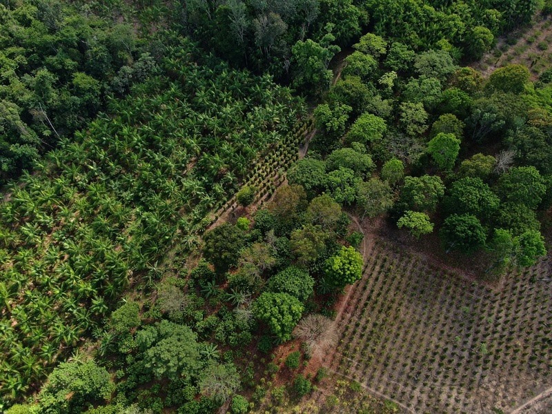 Ação foi consolidada a partir da assinatura de um Memorando de Entendimento (MOU) entre a Embrapa e a TIM Brasil, com foco no desenvolvimento do AgForest Lab, novo laboratório dedicado a sistemas agroflorestais escaláveis (SAFs) no bioma amazônico.