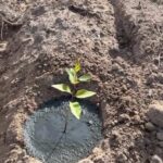 Lodo primário aplicado no solo