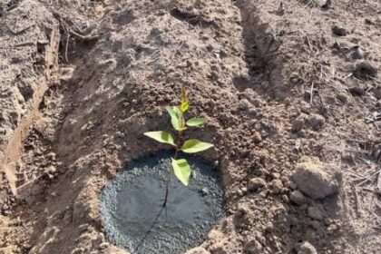 Lodo primário aplicado no solo