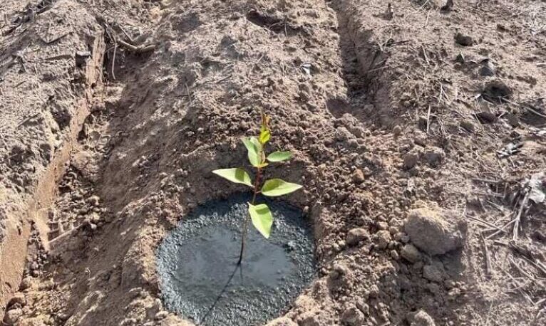 Lodo primário aplicado no solo