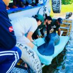 Tráfico de animais ainda ameaça a fauna amazônica