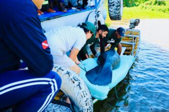 Tráfico de animais ainda ameaça a fauna amazônica