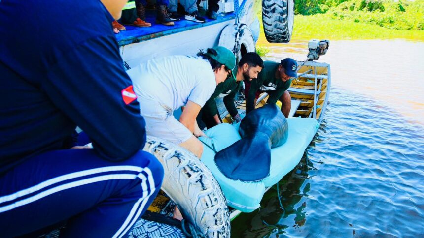 Tráfico de animais ainda ameaça a fauna amazônica