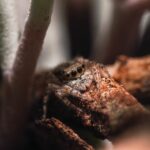 Aranha de coloração escura em ambiente natural, espécie comum na região amazônica, citada na matéria como um dos animais peçonhentos que se aproximam das casas durante o período chuvoso.