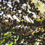 Pé de açaí em área de produção no Pará, base da economia regional