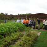 Mudas de árvores em viveiro florestal