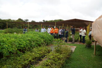Mudas de árvores em viveiro florestal