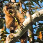 Paisagem de floresta com áreas conectadas por corredores ecológicos, mostrando a continuidade da vegetação e o habitat natural de espécies silvestres
