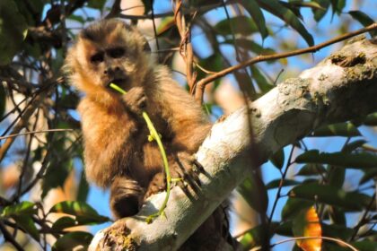 Paisagem de floresta com áreas conectadas por corredores ecológicos, mostrando a continuidade da vegetação e o habitat natural de espécies silvestres