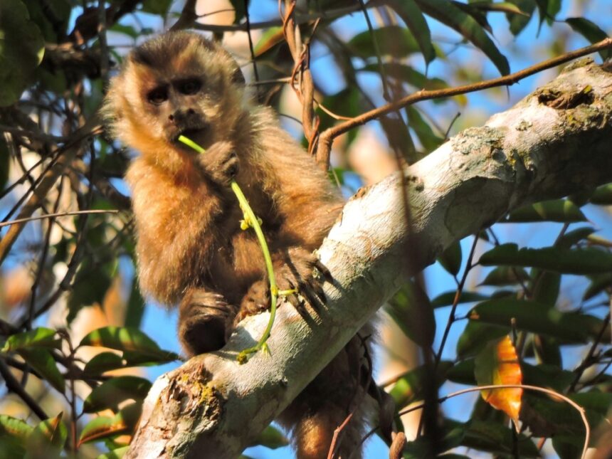 Paisagem de floresta com áreas conectadas por corredores ecológicos, mostrando a continuidade da vegetação e o habitat natural de espécies silvestres