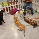 Animais disponíveis para adoção