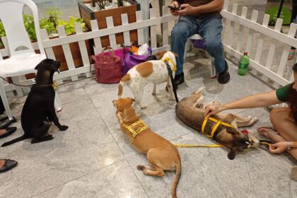 Animais disponíveis para adoção