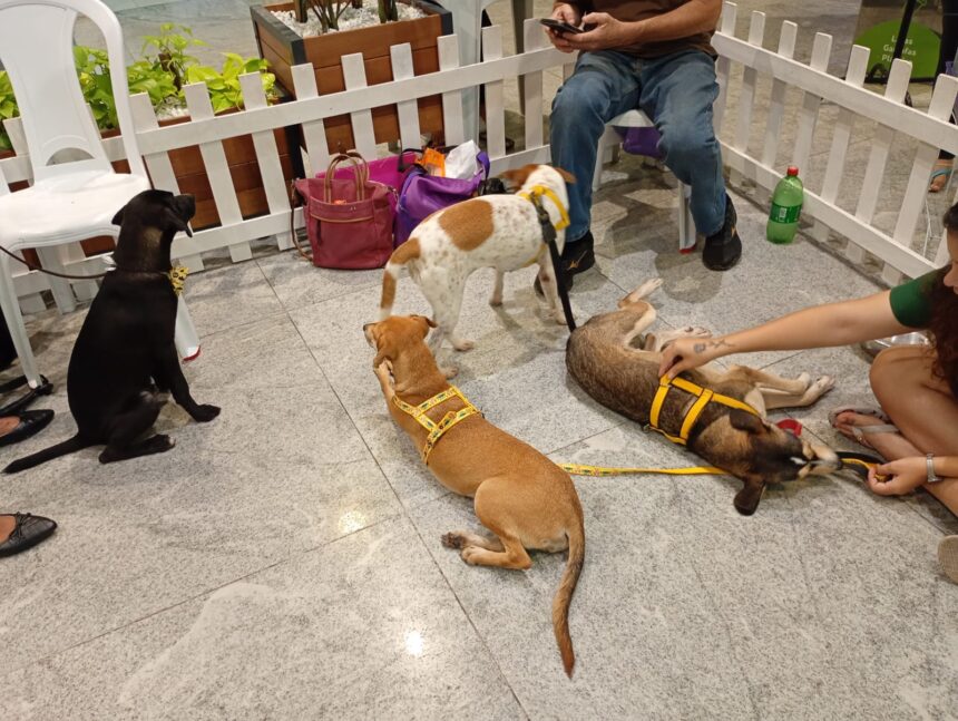 Animais disponíveis para adoção