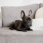 Cão deitado em sofá enquanto tutor realiza limpeza de estofado em ambiente doméstico