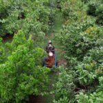 Vista aérea de área produtiva na Amazônia com colheita de frutos e manejo sustentável