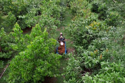 Vista aérea de área produtiva na Amazônia com colheita de frutos e manejo sustentável