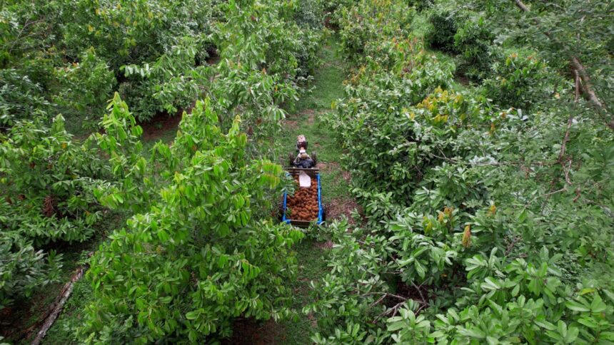 Vista aérea de área produtiva na Amazônia com colheita de frutos e manejo sustentável